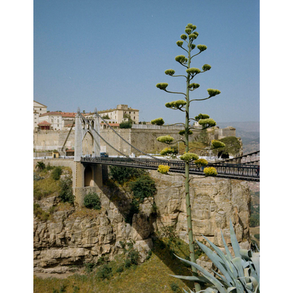 Kinfolk Journeys
